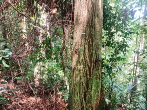 Kayu Paku