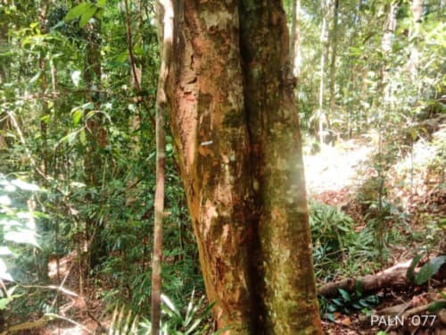 Rian Daun