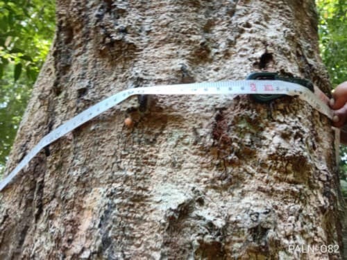 Makudu Buang