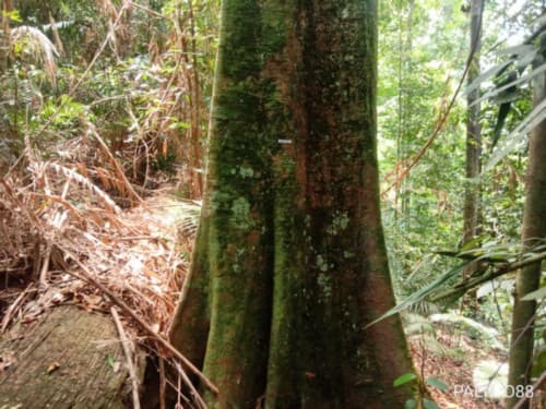 Makudu Buang