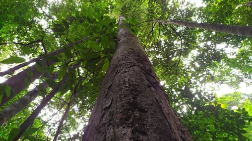 Resak