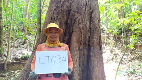 Damar Mata kucing