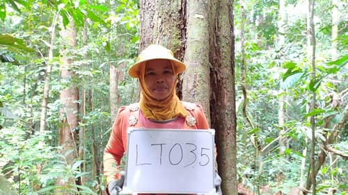 Damar Hitam