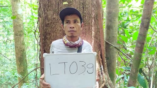Meranti Bunga