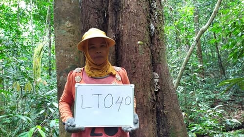 Damar Hitam