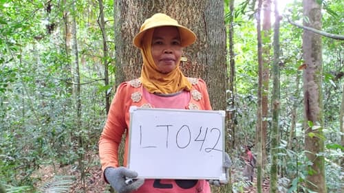 Kayu Paku