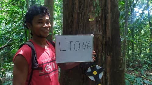 Tamareh