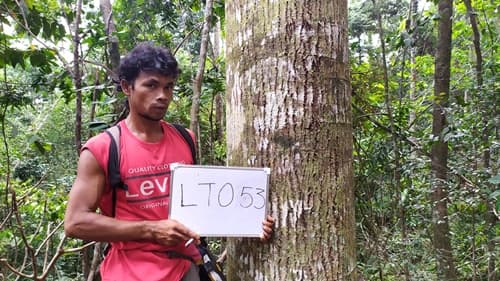 Kayu Paku