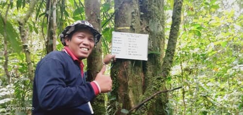 Kayu kalek
