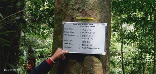 Manduang