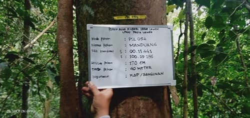 Manduang