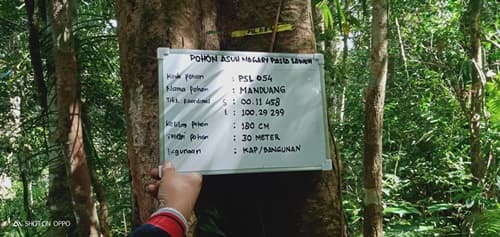 Manduang