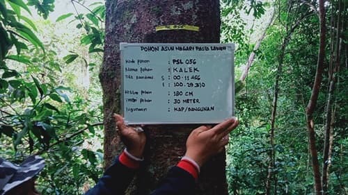 Kayu kalek