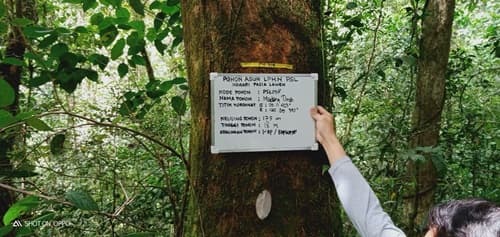 Madang timah