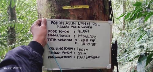 Manduang
