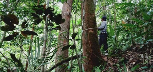 Madang