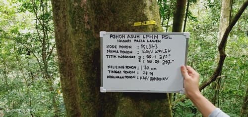 Kayu kalek