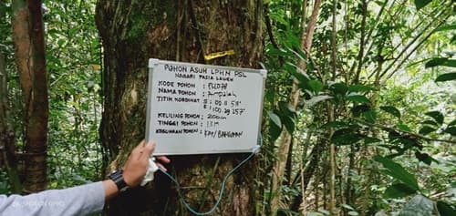 Ampaleh