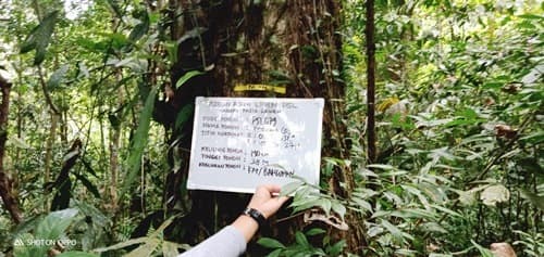 Madang cegek