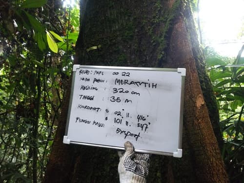 Meranti