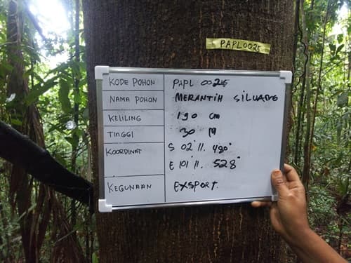 Meranti Siluang