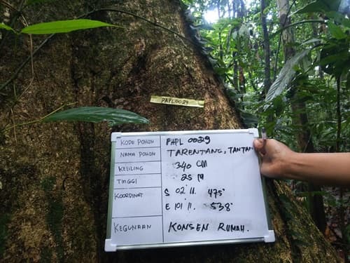 Tarantang