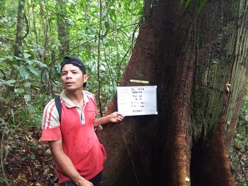 Meranti