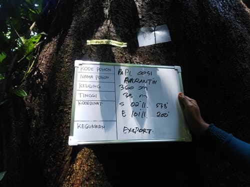 Meranti