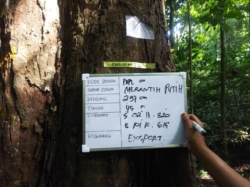 Meranti Putih