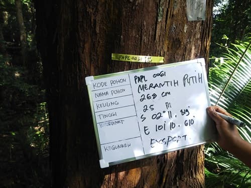 Meranti Putih
