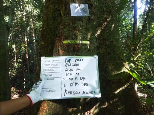 Balam