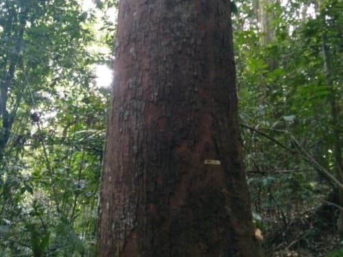 Merantih Putih