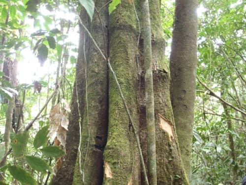 Kumbang
