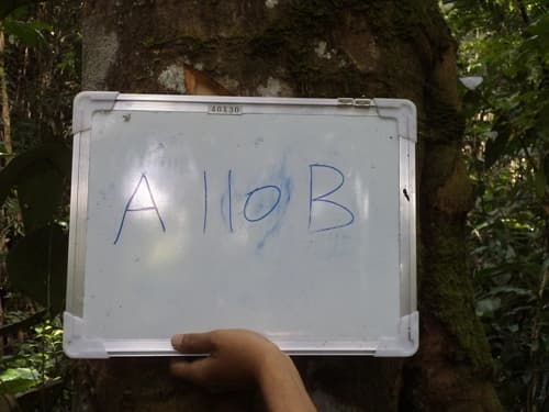 Mentang Kunyit
