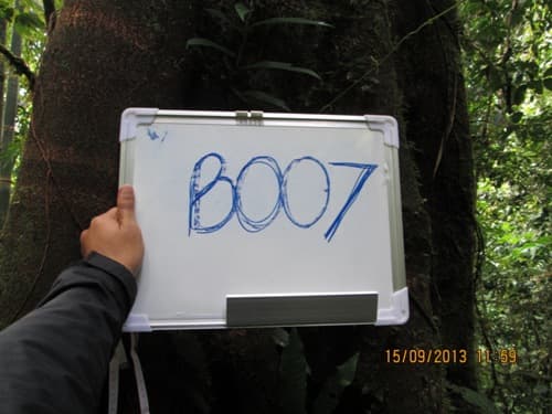 Kiro Tampuk