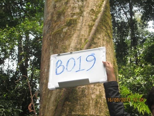 Sentul