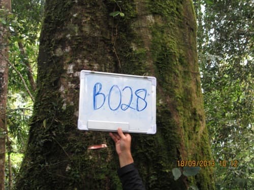 Kayu Kenolan