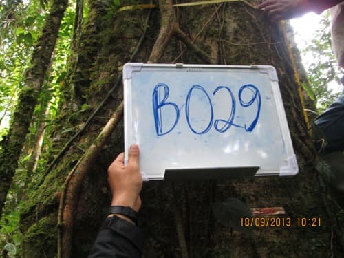 Kayu Kenolan