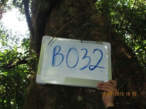 Kayu Marajao