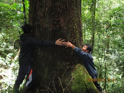Medang Giring