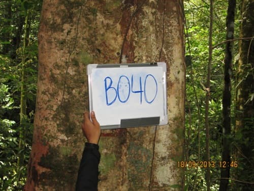 Kayu Sentul