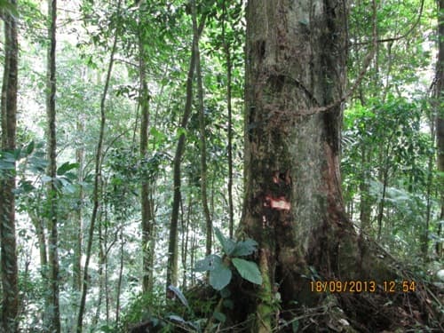 Kayu Lingkat