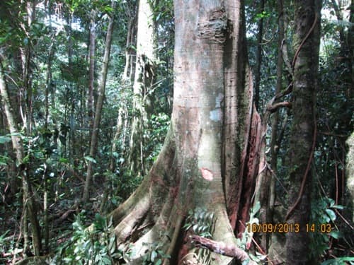 Kayu Kenolan