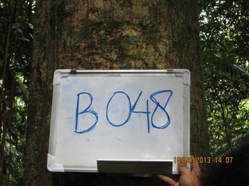 Kayu Kenolan