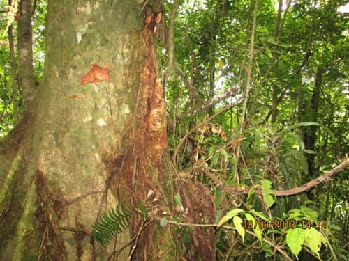 Kayu Kenolan