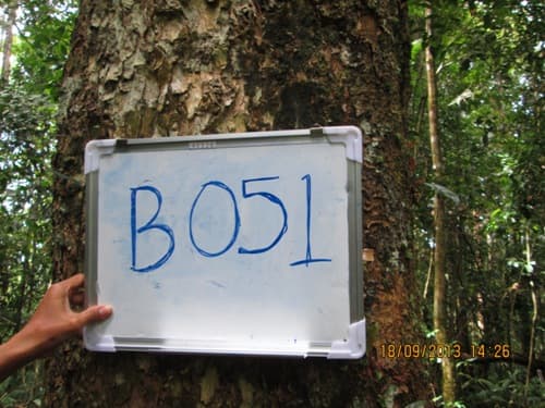 Kayu Letung