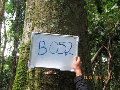 Kayu Kenolan