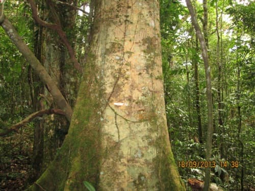 Kayu Kenolan