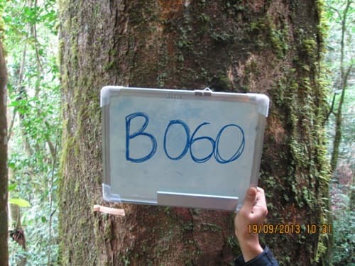 Medang Pauh