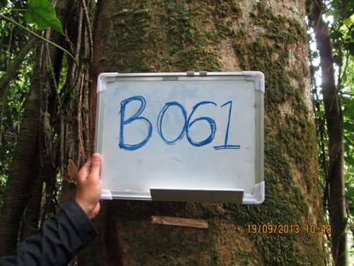 Medang Jangat